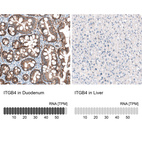 Anti-ITGB4 Antibody