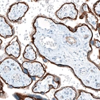 Immunohistochemical staining of human placenta shows strong positivity in basement membrane of trophoblastic cells.