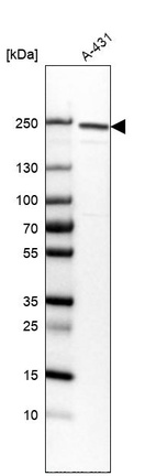 Western blot analysis in human cell line A-431.
