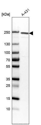 Western blot analysis in human cell line A-431.