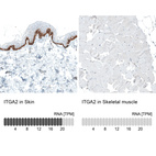 Anti-ITGA2 Antibody