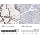 Anti-ITGB3 Antibody