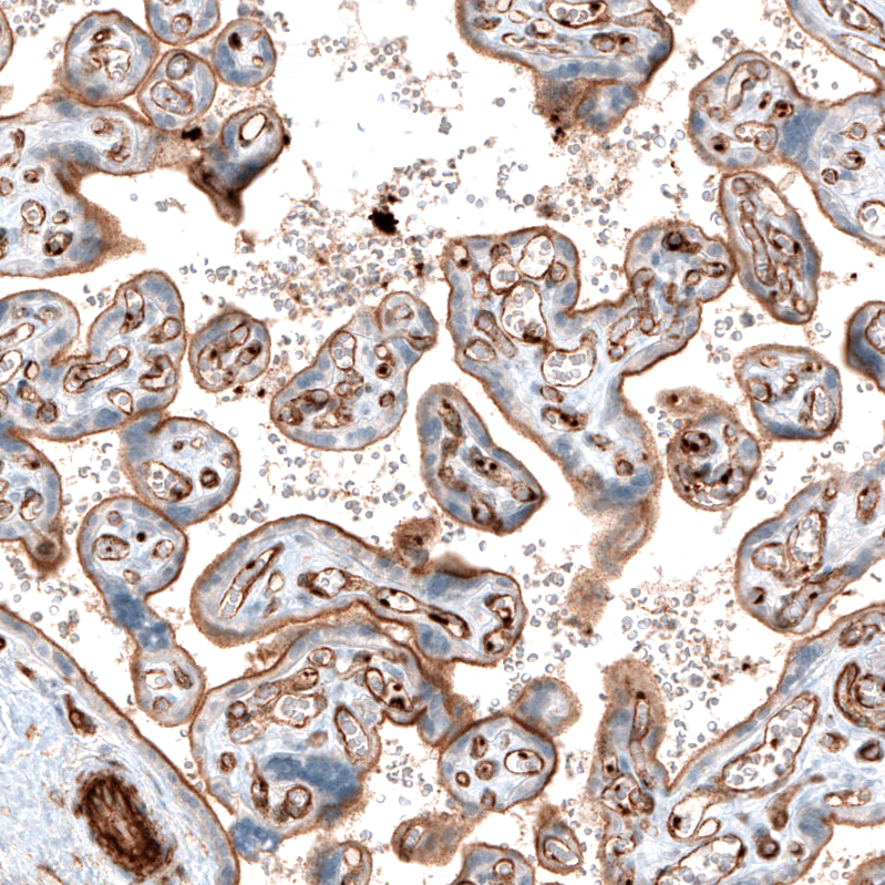 Mouse Monoclonal AntiITGB3 Antibody Buy for research Highly
